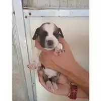 Foto dell\'animale COMUNE DI EBOLI - 380260170232478