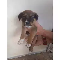 Foto dell\'animale COMUNE DI EBOLI - 380260170232770