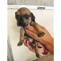 Foto dell\'animale COMUNE DI EBOLI - 380260170232765