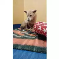 Foto dell\'animale COMUNE DI SALERNO - 985170002391819