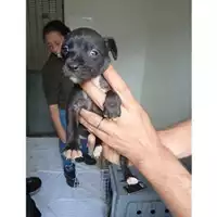 Foto dell\'animale COMUNE GIFFONI VALLE PIANA - 380260170246615