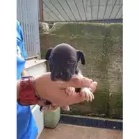 Foto dell\'animale COMUNE GIFFONI VALLE PIANA - 380260170246616