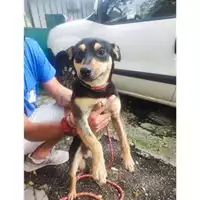Foto dell\'animale COMUNE DI SALERNO - 380260170246392