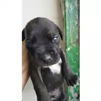 Foto dell\'animale COMUNE DI EBOLI - 380260170249253
