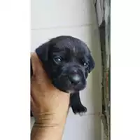 Foto dell\'animale COMUNE DI EBOLI - 380260170235336