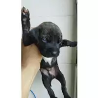 Foto dell\'animale COMUNE DI EBOLI - 380260170249658