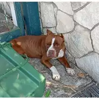Foto dell\'animale COMUNE DI SALERNO - 380260004818948