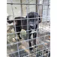 Foto dell\'animale COMUNE DI PELLEZZANO - 380260006030905