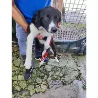Foto dell\'animale COMUNE SAN MANGO PIEMONTE - 380260004819055