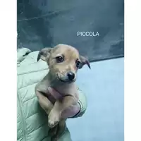 Foto dell\'animale COMUNE DI SALERNO - 380260170226027