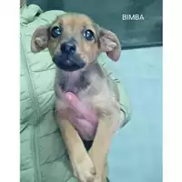 Foto dell\'animale COMUNE DI SALERNO - 380260170226035