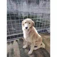 Foto dell\'animale COMUNE DI PELLEZZANO - 380260006037290