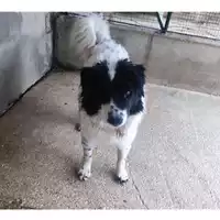Foto dell\'animale COMUNE DI SALERNO - 380260006037297
