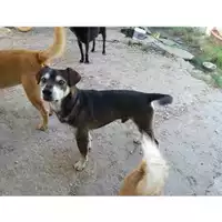 Foto dell\'animale COMUNE DI EBOLI - 380260041244803