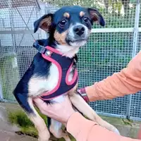 Foto dell\'animale COMUNE DI SALERNO - 380260006030050