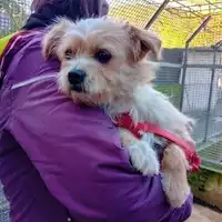 Foto dell\'animale COMUNE DI SALERNO - 380260006030111