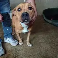 Foto dell\'animale COMUNE DI SALERNO - 380260006030054