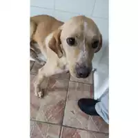 Foto dell\'animale COMUNE SAN MANGO PIEMONTE - 380260004818944