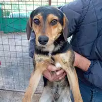 Foto dell\'animale COMUNE DI SALERNO - 380260006037517