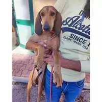 Foto dell\'animale COMUNE DI SALERNO - 380260006030042