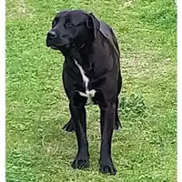 Foto dell\'animale COMUNE GIFFONI VALLE PIANA - 380260006030058