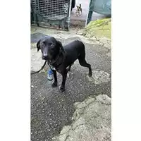 Foto dell\'animale COMUNE DI SALERNO - 380260170246864