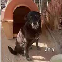 Foto dell\'animale COMUNE DI EBOLI - 380260041244890