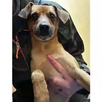 Foto dell\'animale COMUNE DI SALERNO - 380260006037510