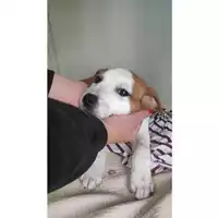 Foto dell\'animale COMUNE DI SALERNO - 380260006037563