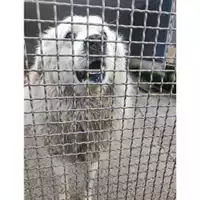 Foto dell\'animale COMUNE DI SALERNO - 380260110022147