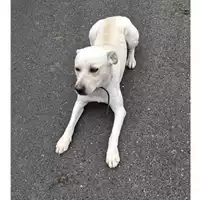 Foto dell\'animale COMUNE GIFFONI VALLE PIANA - 380260006037390