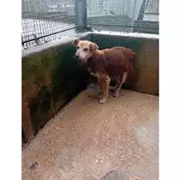 Foto dell\'animale COMUNE GIFFONI VALLE PIANA - 380260170246162