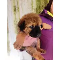 Foto dell\'animale COMUNE GIFFONI VALLE PIANA - 380260170246611