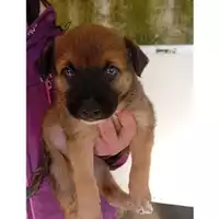 Foto dell\'animale COMUNE GIFFONI VALLE PIANA - 380260044807822