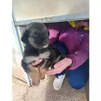 Foto dell\'animale COMUNE GIFFONI VALLE PIANA - 380260170246170