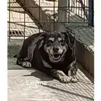 Foto dell\'animale COMUNE DI EBOLI - 968000005781032