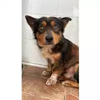 Foto dell\'animale COMUNE DI SALERNO - 380260006037698