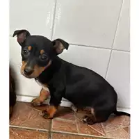 Foto dell\'animale COMUNE DI SALERNO - 380260006030533