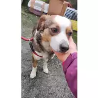 Foto dell\'animale COMUNE DI SALERNO - 380260006037719