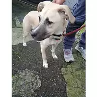 Foto dell\'animale COMUNE DI SALERNO - 380260006030094