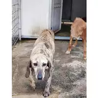 Foto dell\'animale COMUNE GIFFONI VALLE PIANA - 380260170225202
