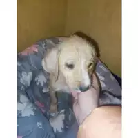 Foto dell\'animale COMUNE GIFFONI VALLE PIANA - 380260170246168