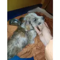 Foto dell\'animale COMUNE GIFFONI VALLE PIANA - 380260170225219