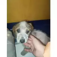 Foto dell\'animale COMUNE GIFFONI VALLE PIANA - 380260170246614