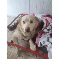 Foto dell\'animale COMUNE GIFFONI VALLE PIANA - 380260004819054