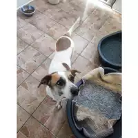 Foto dell\'animale COMUNE DI SALERNO - 380260006030534