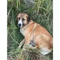 Foto dell\'animale COMUNE DI SALERNO - 380260006030114