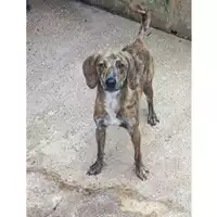 Foto dell\'animale COMUNE DI SALERNO - 380260006030891