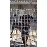 Foto dell\'animale COMUNE DI SALERNO - 380260006030113