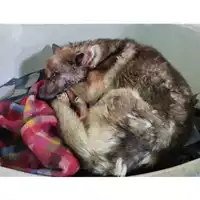 Foto dell\'animale COMUNE DI EBOLI - 380260004877509